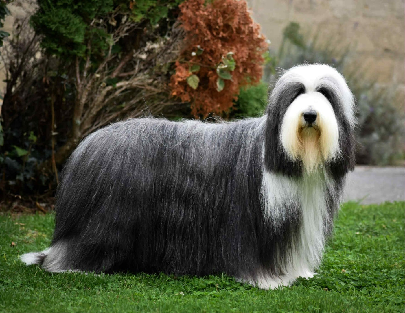 CH. Tentation  de Chester