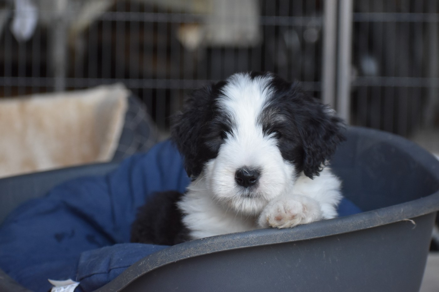 De Vauboison - Chiots disponibles - Bearded Collie