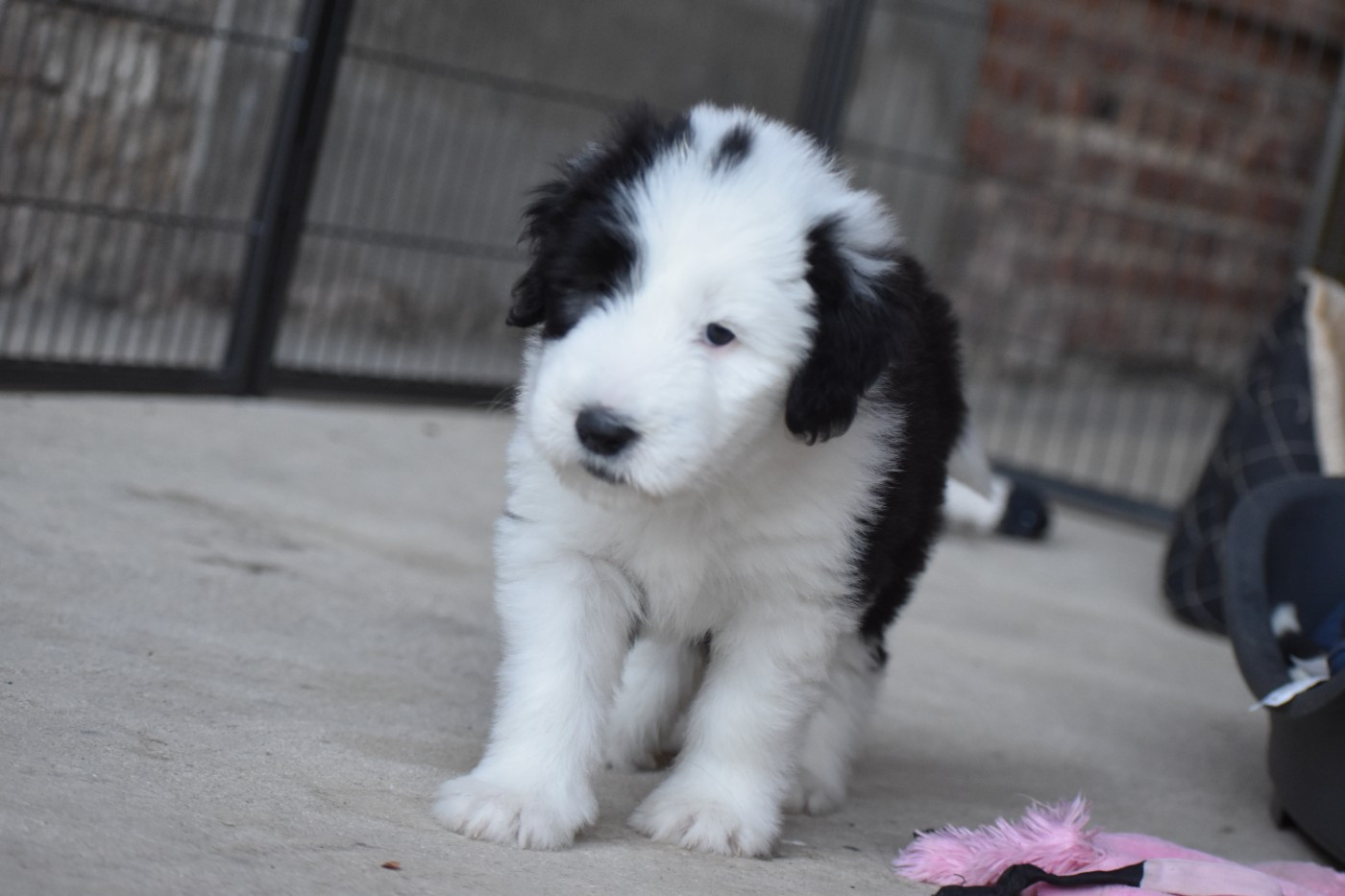 De Vauboison - Chiots disponibles - Bearded Collie