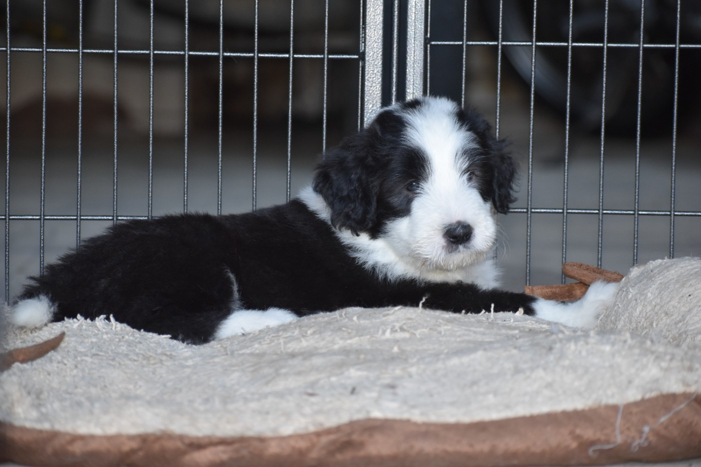 De Vauboison - Chiots disponibles - Bearded Collie