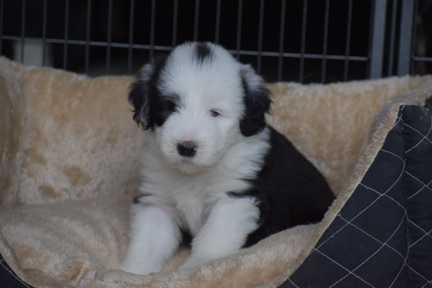 De Vauboison - Chiots disponibles - Bearded Collie