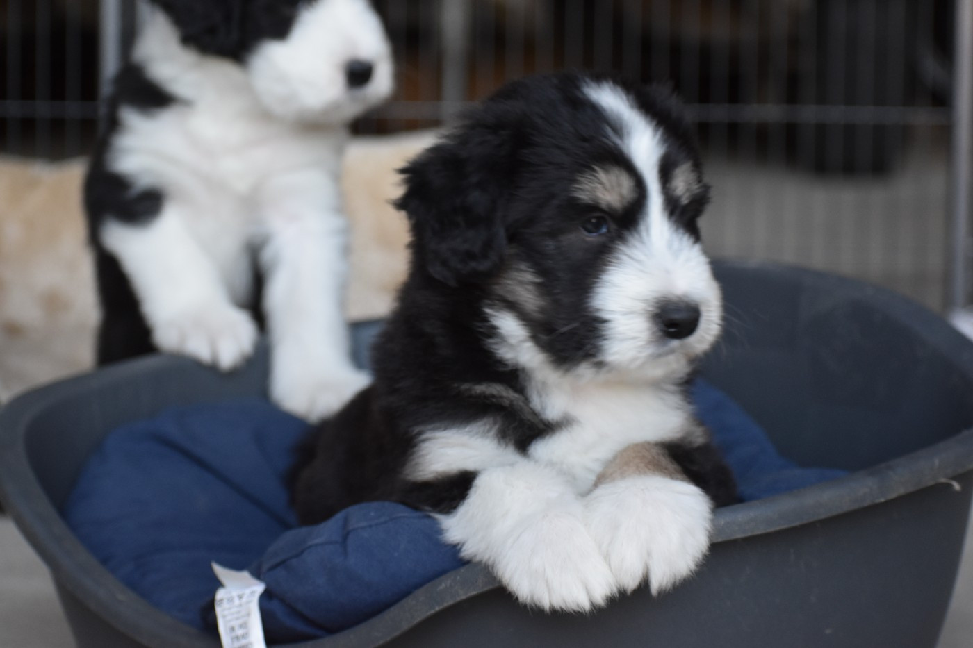 De Vauboison - Chiots disponibles - Bearded Collie