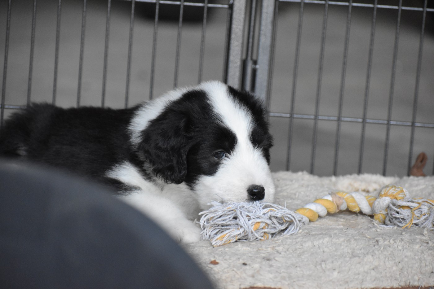 De Vauboison - Chiots disponibles - Bearded Collie