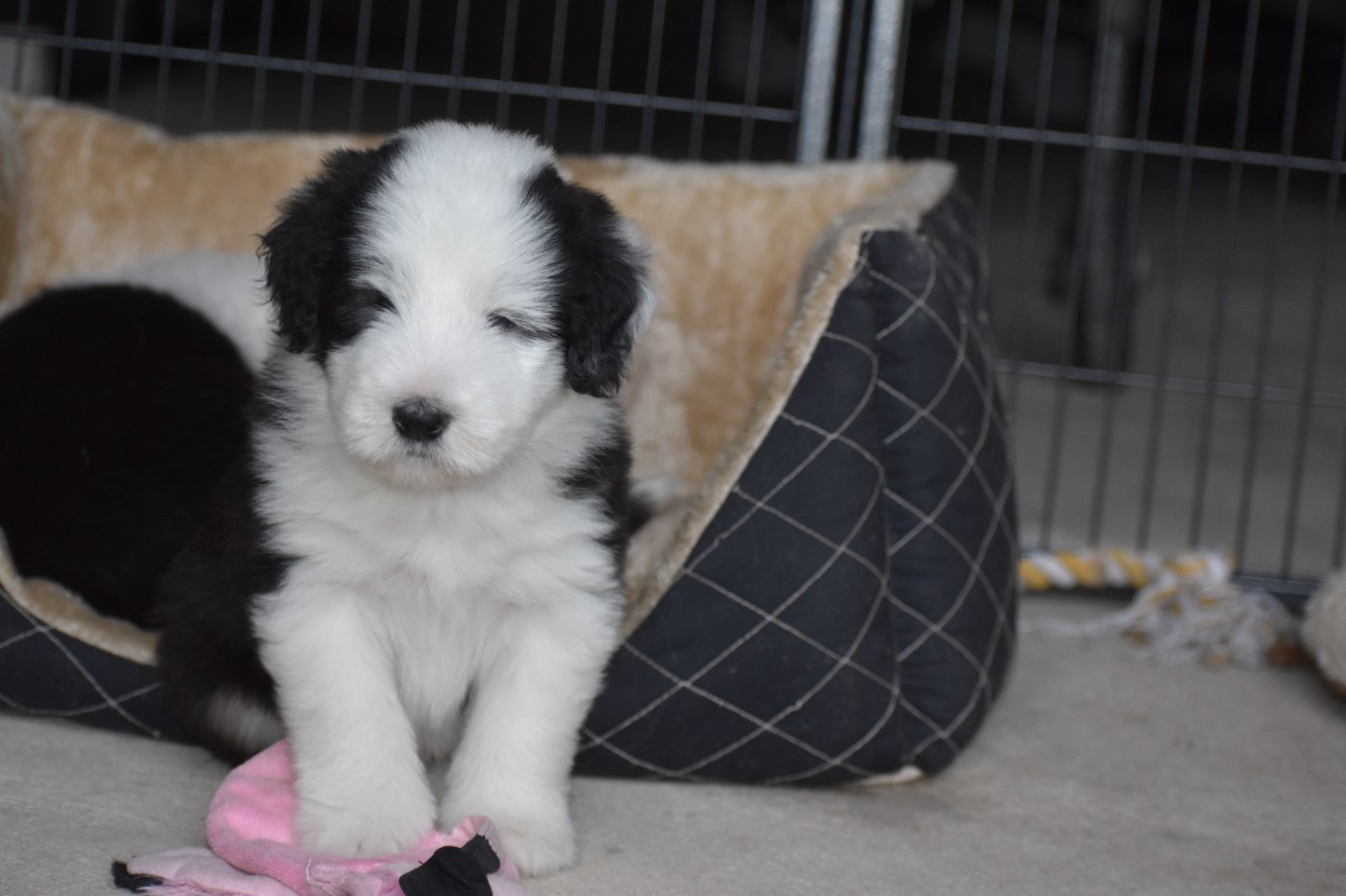 De Vauboison - Chiots disponibles - Bearded Collie