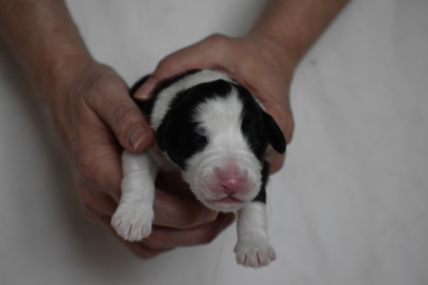 De Vauboison - Chiots disponibles - Bearded Collie
