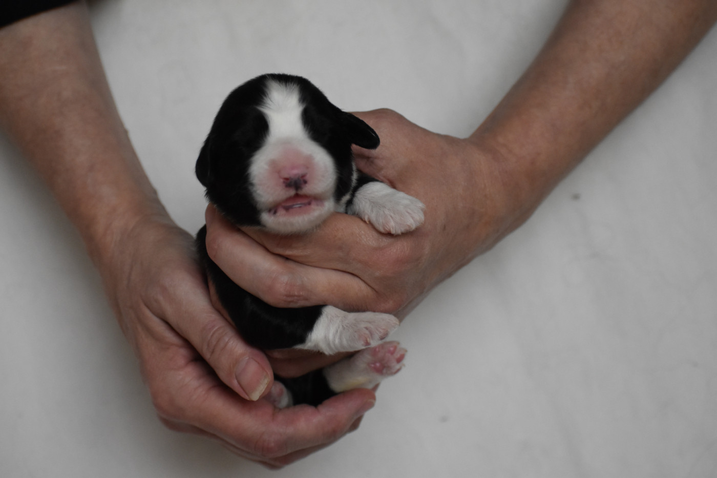 De Vauboison - Chiots disponibles - Bearded Collie