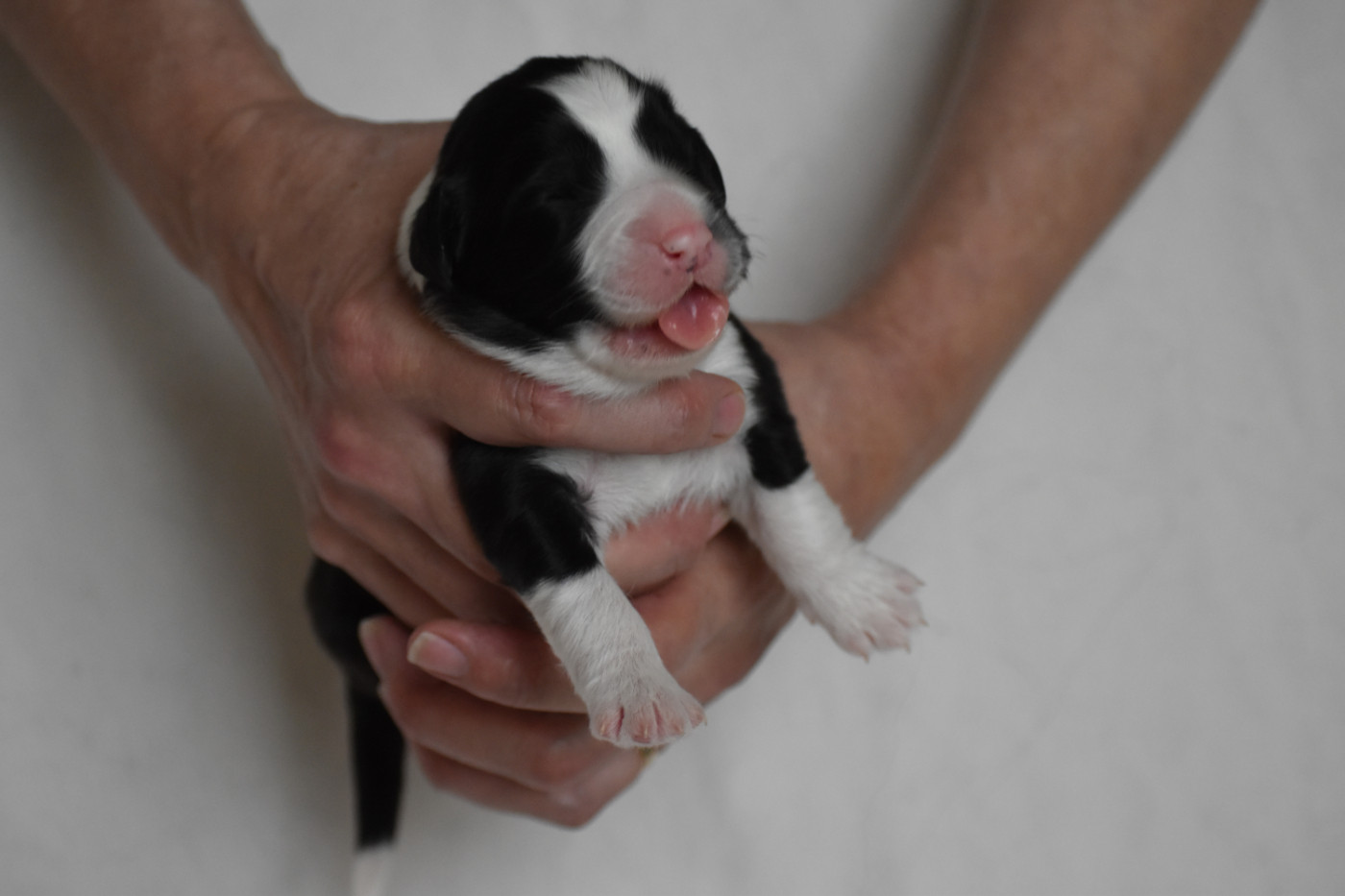 De Vauboison - Chiots disponibles - Bearded Collie