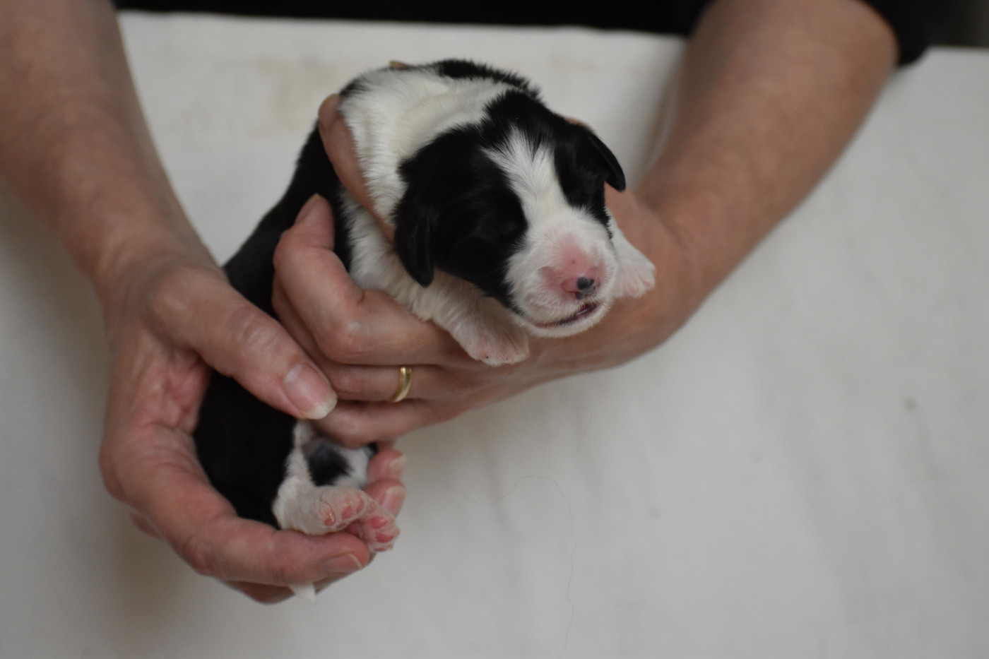 De Vauboison - Chiots disponibles - Bearded Collie