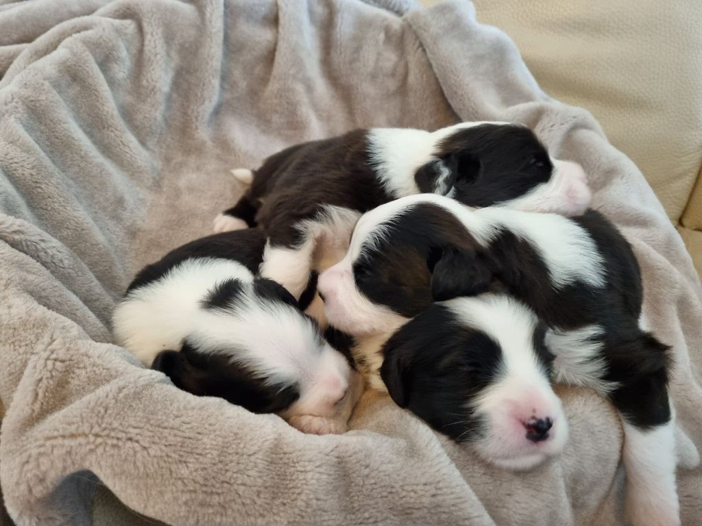 De Vauboison - Bearded Collie - Portée née le 09/07/2022