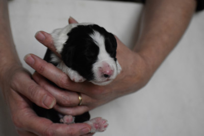 Chiot N°1