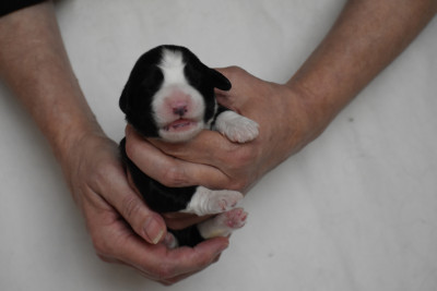 Chiot N°3