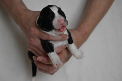 Chiot N°4