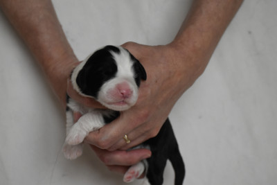 Chiot N°5