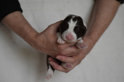 Chiot N°7